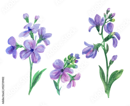 Set of flowers of gillyflowers, watercolor drawing on white background.
