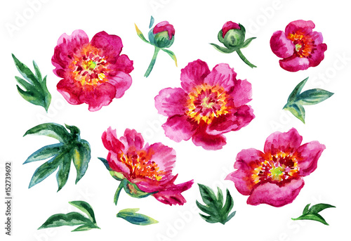 Set of pink peonies with leaves and buds, watercolor illustration, isolated on white background.