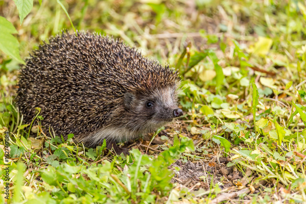 Fototapeta premium hedgehog sniffing and looking into camera.