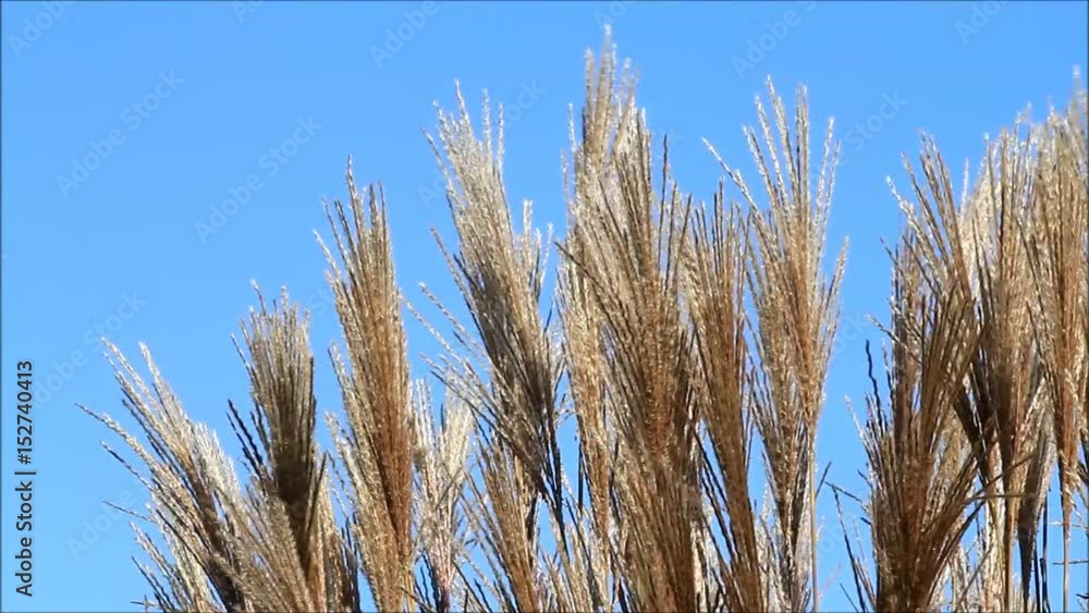 brown grasses background against blue sky
brown grasses background against blue sky