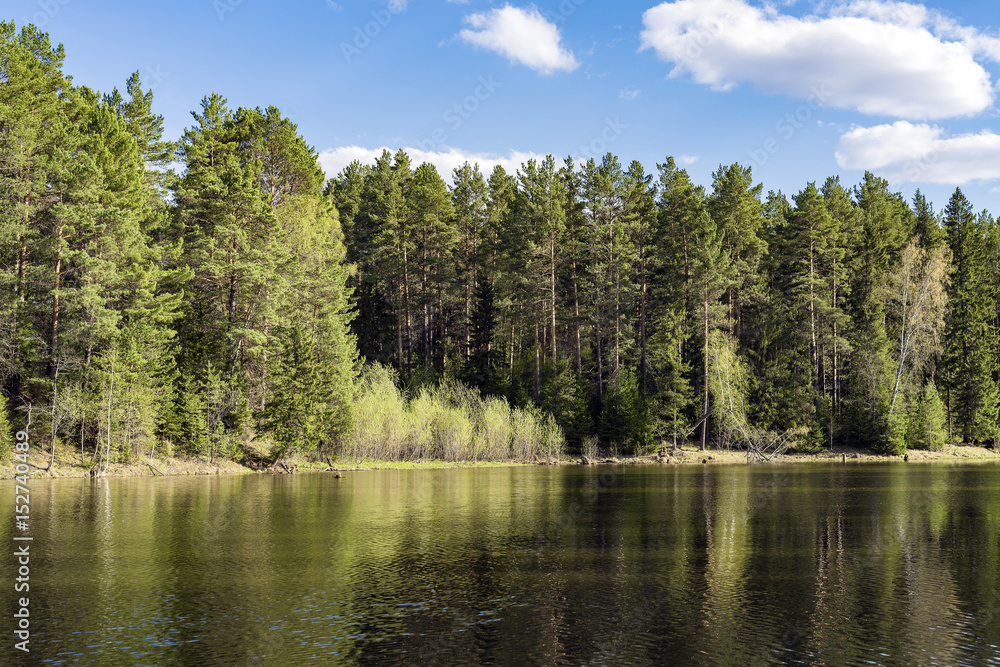 Coniferous forest on the edge of a lake