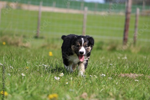 border collie welpe läuftim garten