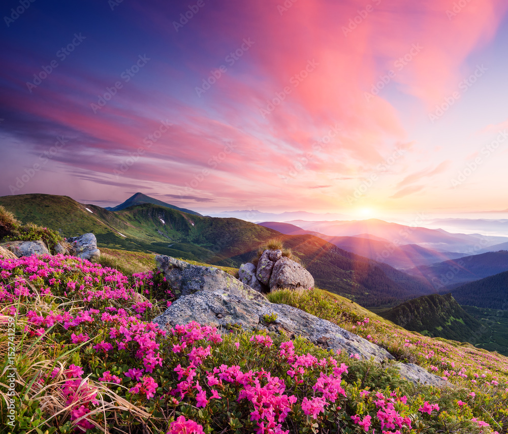 Naklejka premium Letni krajobraz z kwiatami w górach