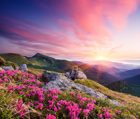 Fotobehang Zomer Zomerse bloemenweide in de bergen  © Oleksandr Kotenko