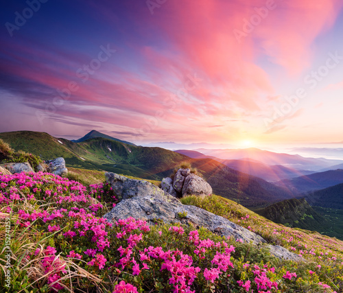 Summer landscape with flowers in the mountains