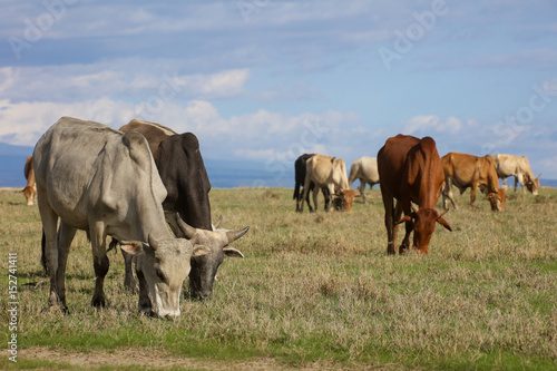 Fototapeta Naklejka Na Ścianę i Meble -  A herd of boran cattle grazing