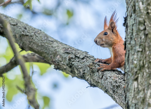 Shy squirrel © Konrad