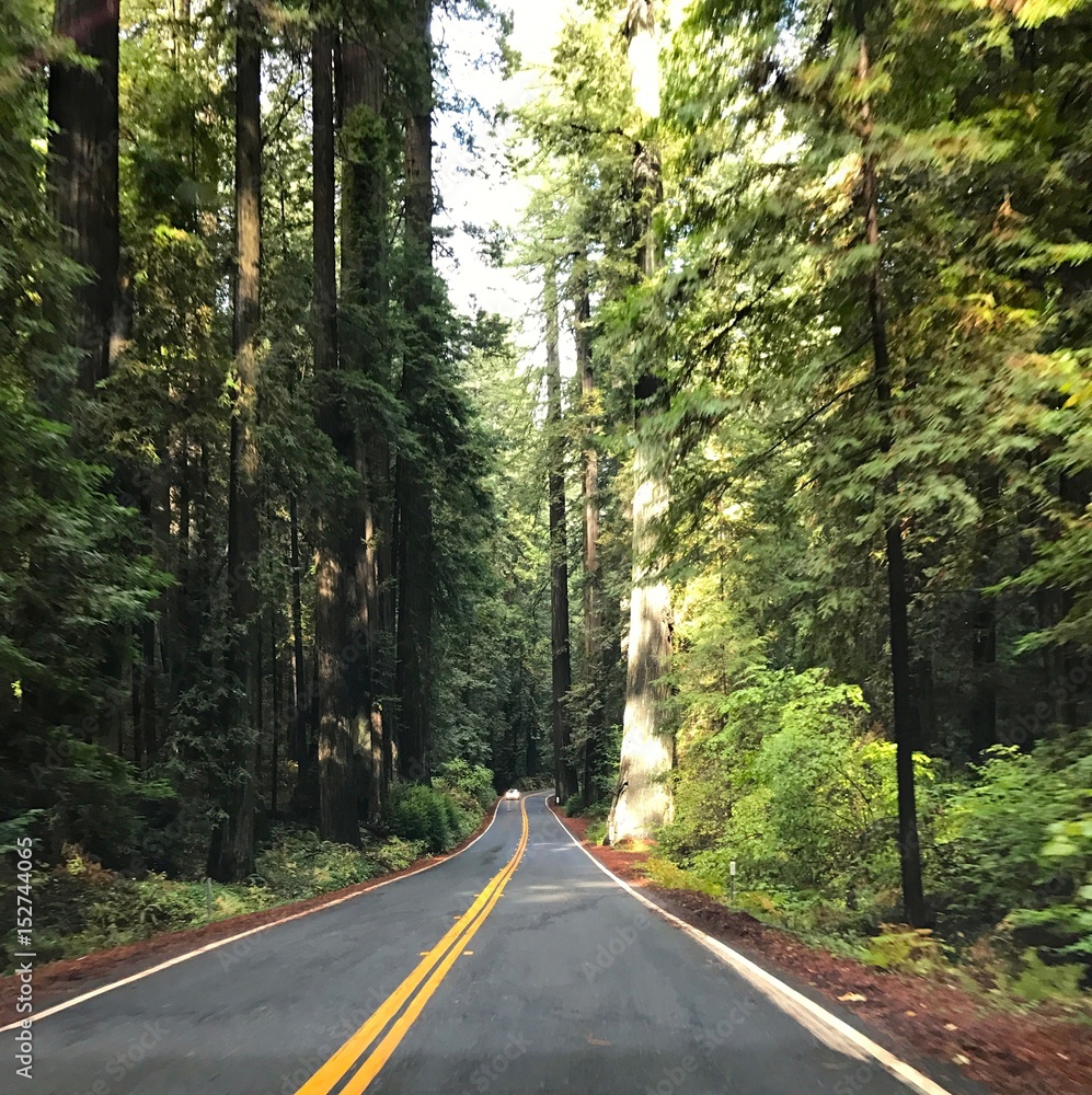 Naklejka premium Avenue of the Giants