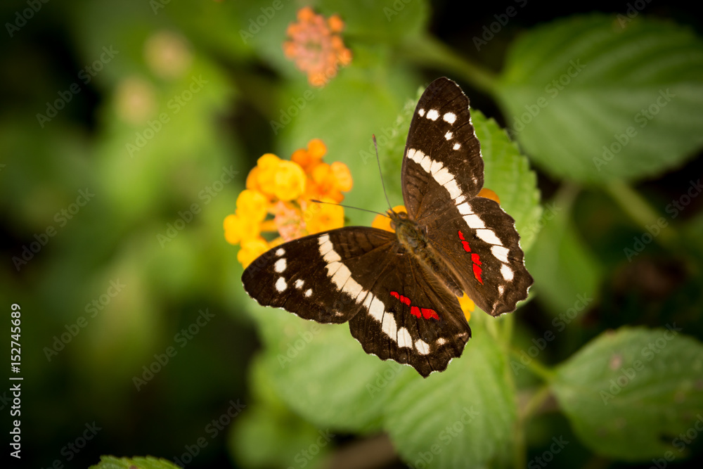 tropical butterfly tropical butterfly
