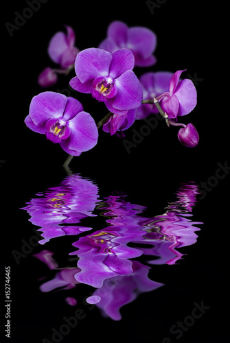 Fototapeta Naklejka Na Ścianę i Meble -  Flowers of orchids