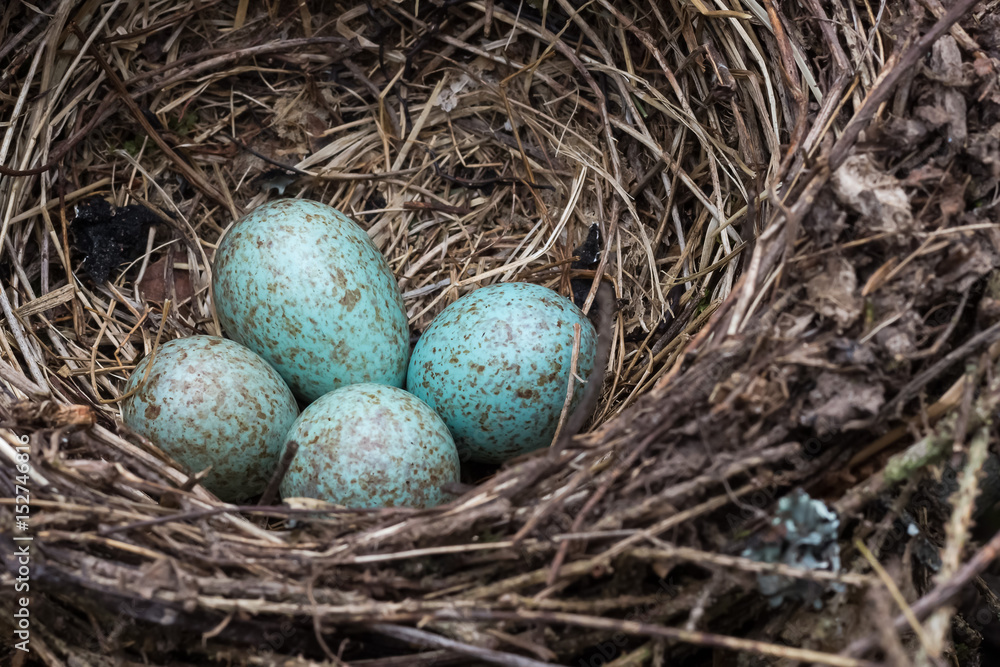 A blue jay's nest with eggs.