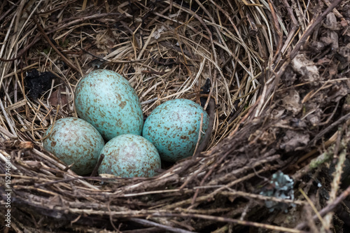Obraz na płótnie A blue jay's nest with eggs. w salonie