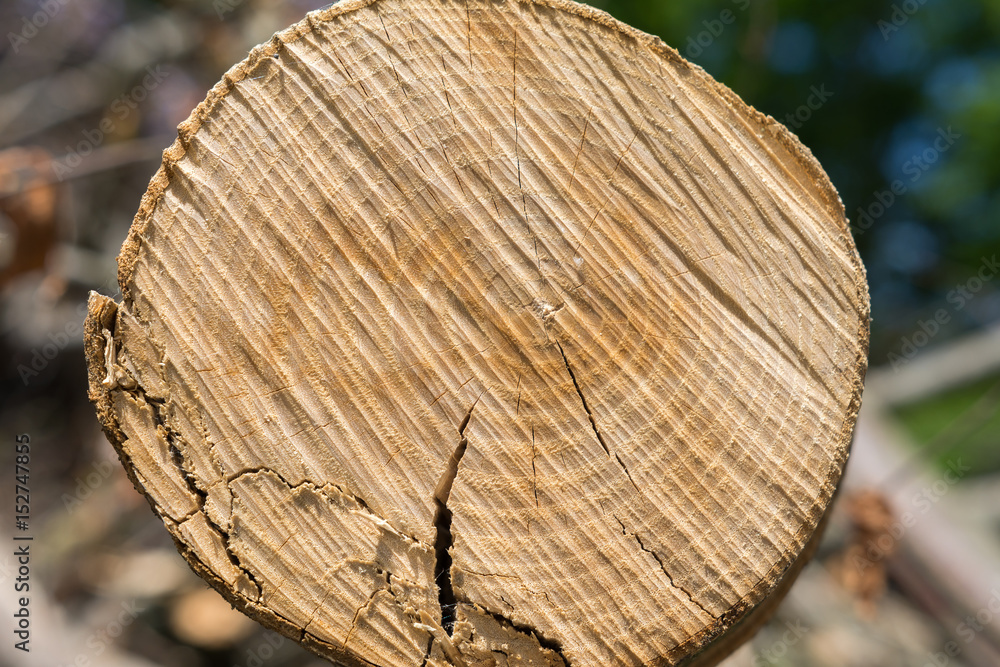 Holzstruktur im Baum Querschnitte - Alter zählen mit Ringe Holzstruktur im Baum Querschnitte - Alter zählen mit Ringe