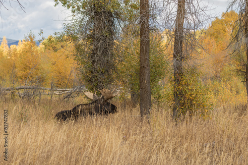Bull Moose Bedded in Fall © natureguy