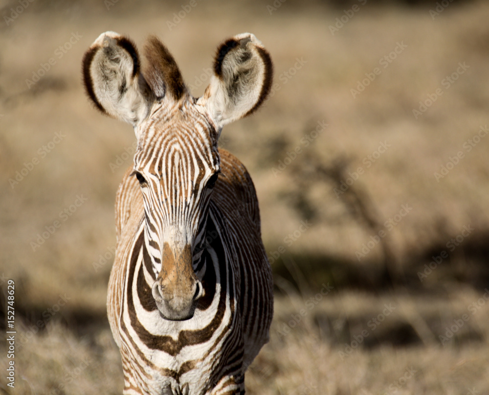 Naklejka premium Portrait of a Grevy's zebra foal