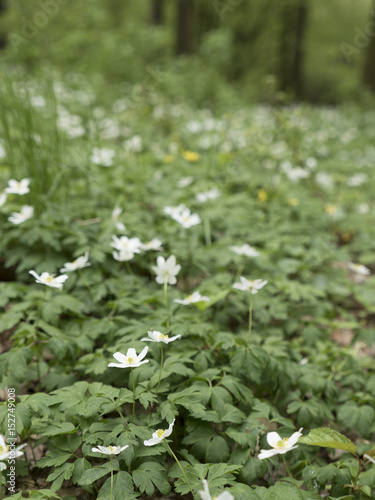 Forest anemone, white flower. Spring scenery with variable light. Saturated green on picking leaves. Low field of depth. © weenee