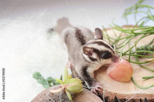 Cute funny sugar glider eating grape while sitting on decorative stub against light background photo