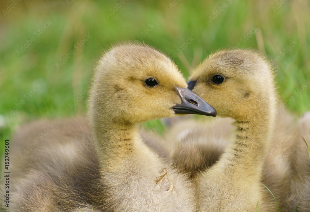 cute Canada goose gosling cute Canada goose gosling