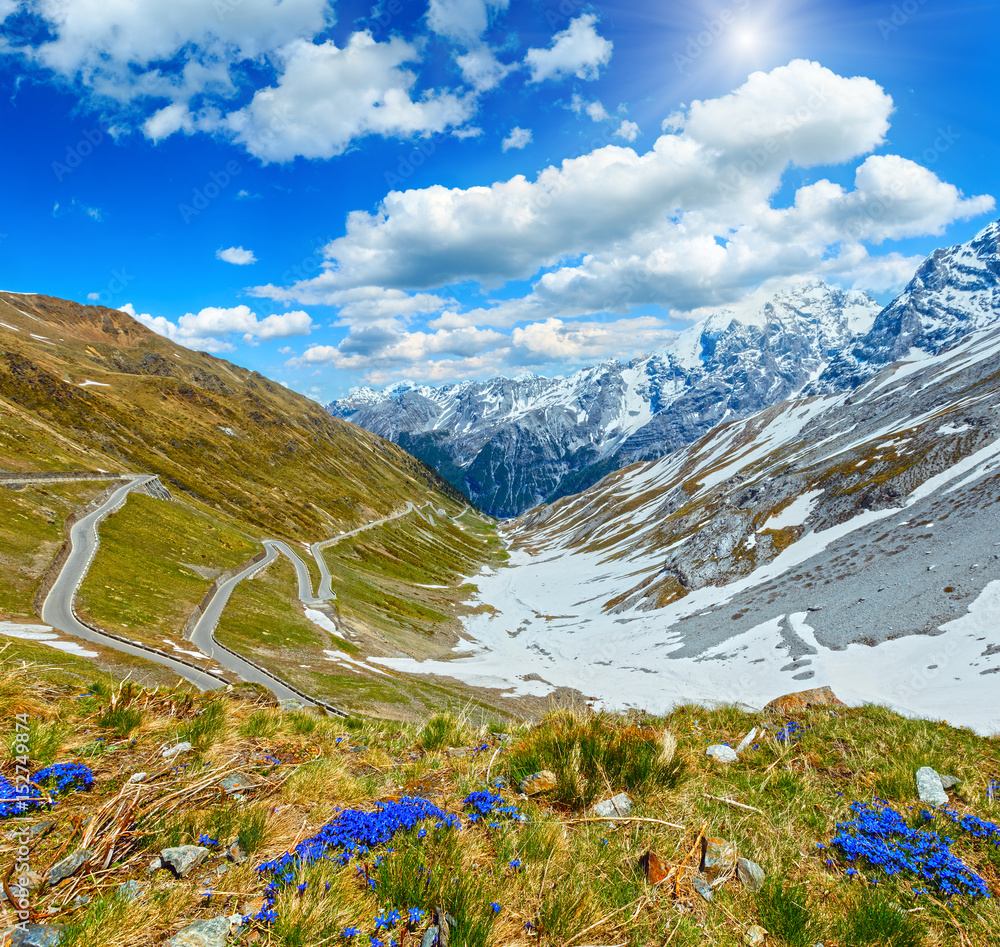 Summer Stelvio Pass (Italy) and blue flowers in front.