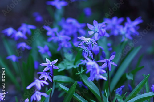 Spring flowers in the garden.