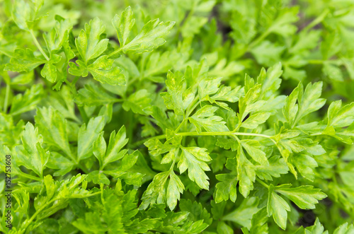 Background of green parsley leaves