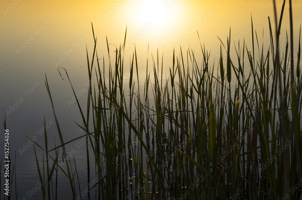 Stems of young reeds against the background of the water at sunset