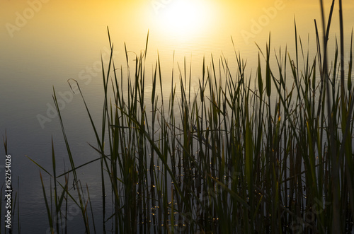 Stems of young reeds against the background of the water at sunset
