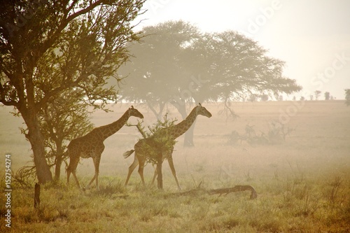 Photography giraffes