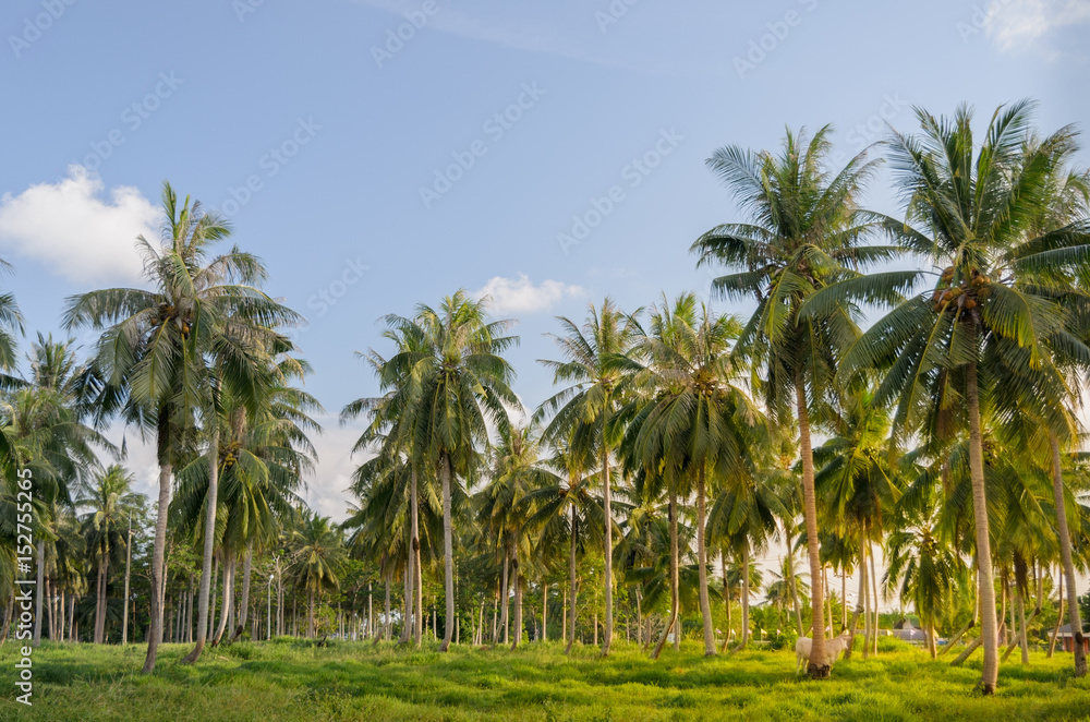 Coconut tree plantation. Coconut tree plantation.
