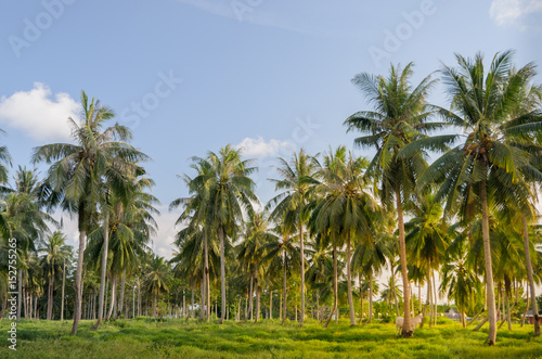 Coconut tree plantation.