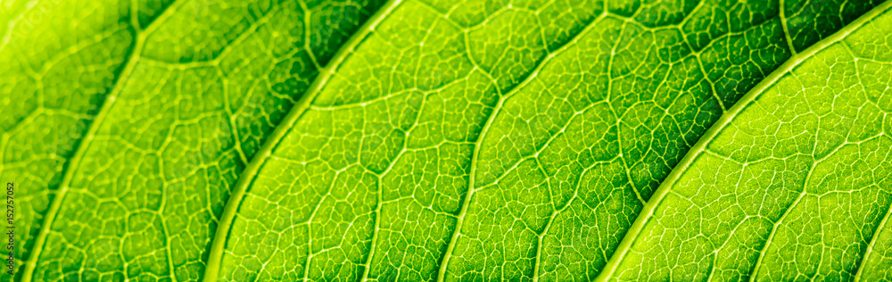 Green Leaf Texture With Visible Stomata Covering The Outer Epidermis Layer Green Leaf Texture With Visible Stomata Covering The Outer Epidermis Layer