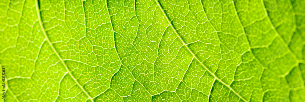Green Leaf Texture With Visible Stomata Covering The Outer Epidermis Layer Green Leaf Texture With Visible Stomata Covering The Outer Epidermis Layer