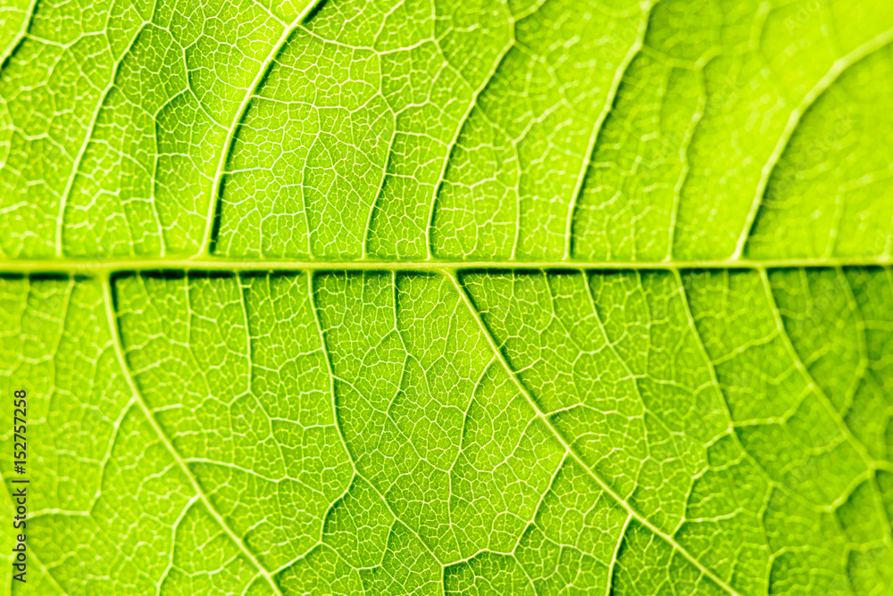 Green Leaf Texture With Visible Stomata Covering The Outer Epidermis Layer