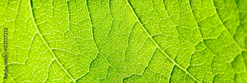 Green Leaf Texture With Visible Stomata Covering The Outer Epidermis Layer photo