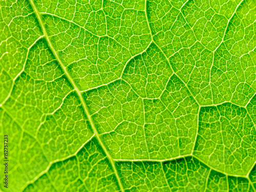 Green Leaf Texture With Visible Stomata Covering The Outer Epidermis Layer