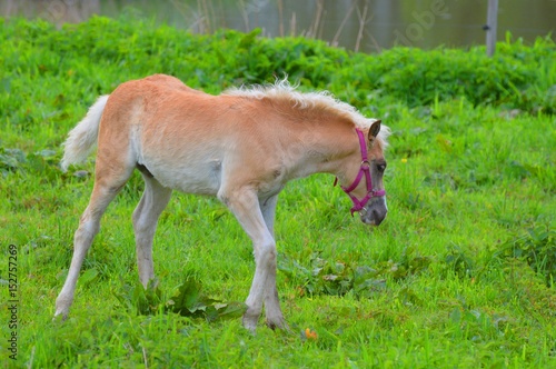 Fototapeta Naklejka Na Ścianę i Meble -  koniki2