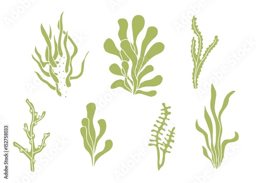 Seaweed vector silhouette set