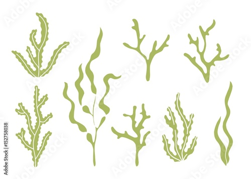 Seaweed vector silhouette