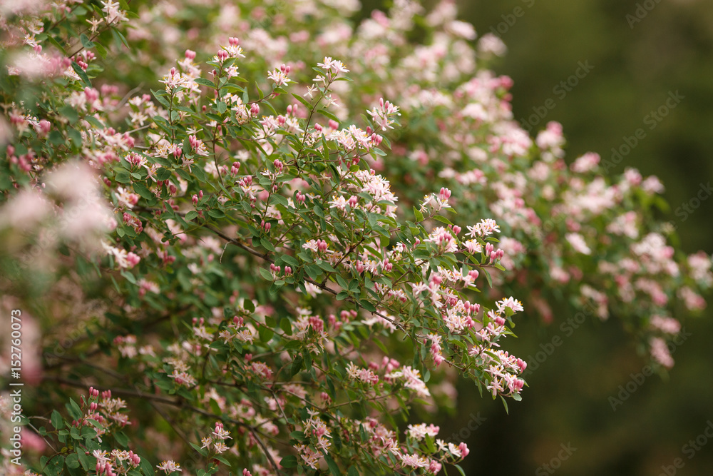 pink flowers in spring garden pink flowers in spring garden