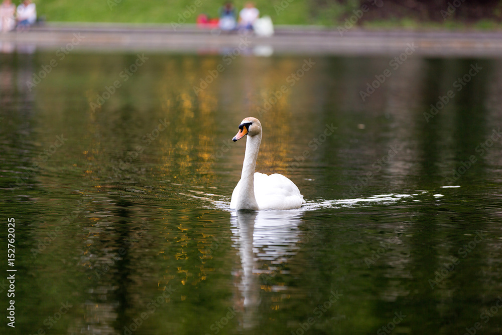 A beautiful Swan floats on the pond A beautiful Swan floats on the pond