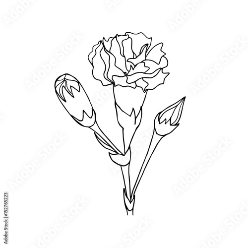 Black and white ink hand drawn carnation in vector