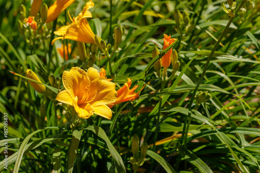 Fototapeta premium Yellow Day Lilies in bloom.