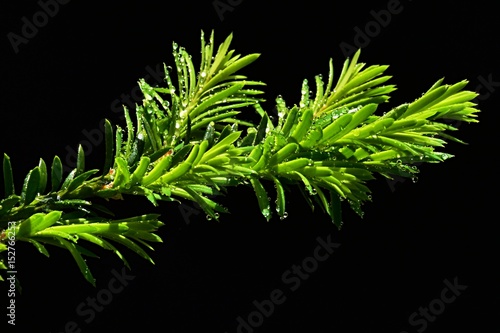 Fresh young branch of Japanese Yew Taxus Cuspidata with drops of water on dark background