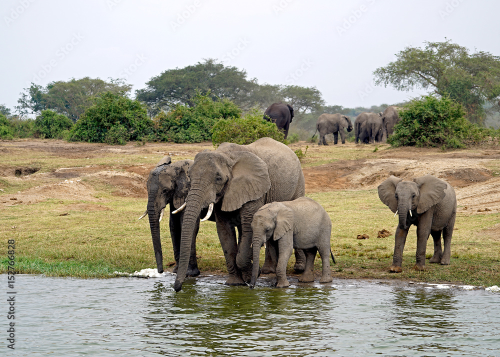 Fototapeta premium Elephants in Kazinga Channel, Uganda