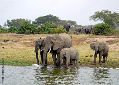 Elephants in Kazinga Channel  Uganda