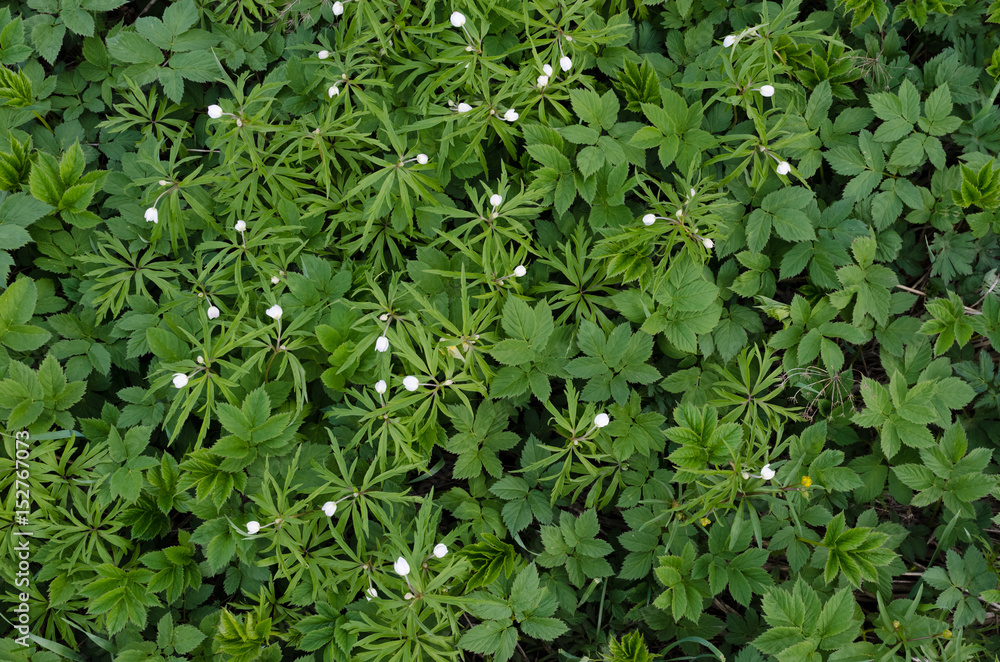 Green forest background of grass and flowers Green forest background of grass and flowers
