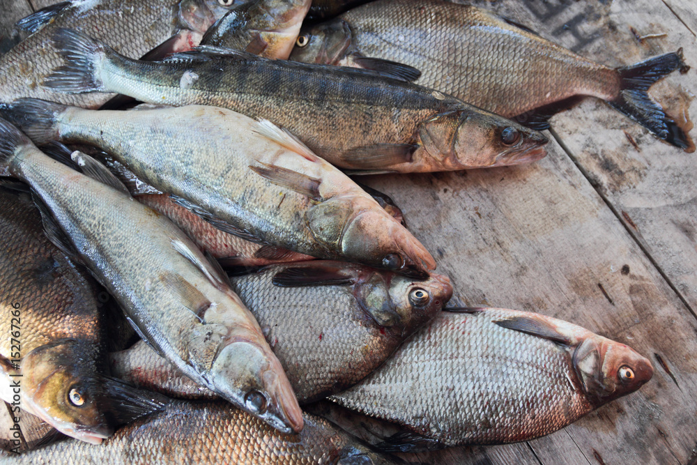 freshly caught fish, top view freshly caught fish, top view