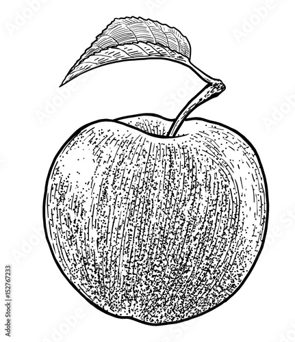 Apple illustration, drawing, engraving, ink, line art, vector

