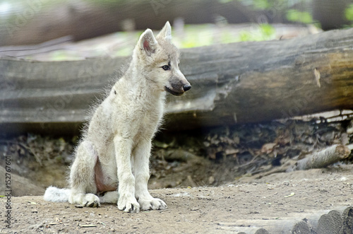 young white wolf