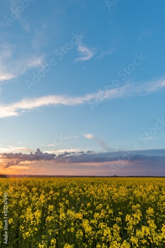 View over rapeseed field with yellow blooms with storm cloud